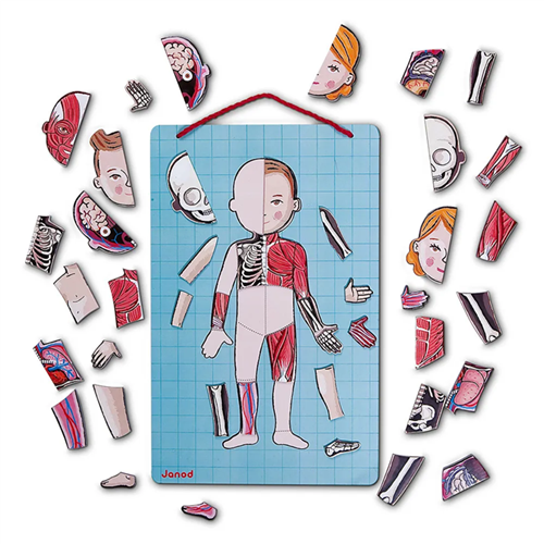 Body magnet l'anatomie - 12 langues | Janod Body magnet l'anatomie - 12 langues | Janod
